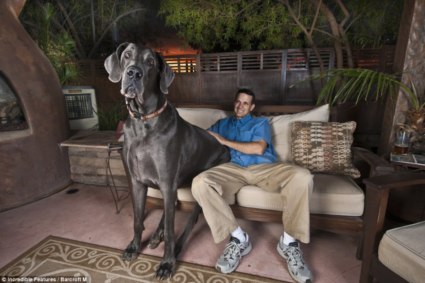 Cão gigante de 2,1 metros candidato ao Guinness