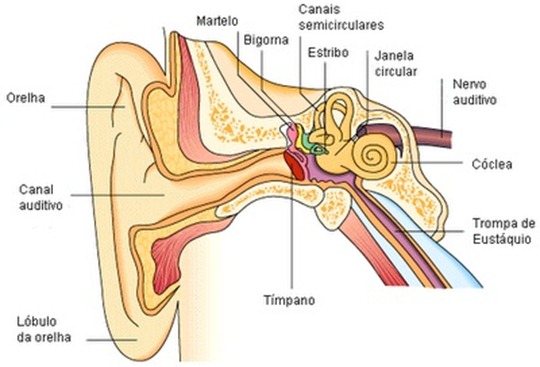 anatomia