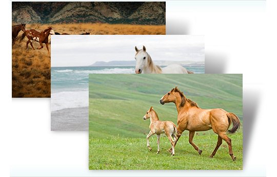 Temas Windows 7 – Cavalos