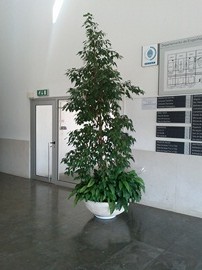 IMG_20110331_172458_270px