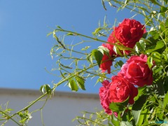 P1010823