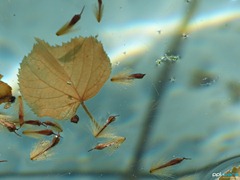 P1010834