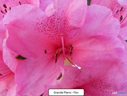 grandeplano flor