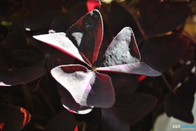 DSC_0008 (2)