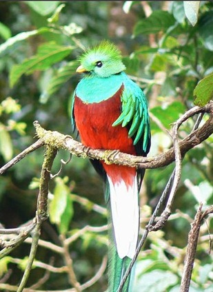 Quetzal