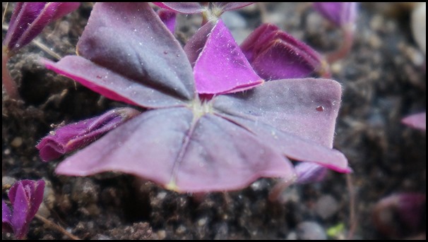 macro011