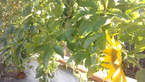 exemplo_bq_6_small