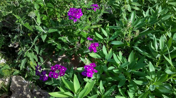 galaxy_tab_foto6