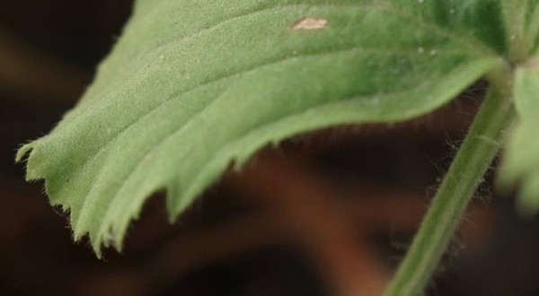 Sonyalpha7_macro03