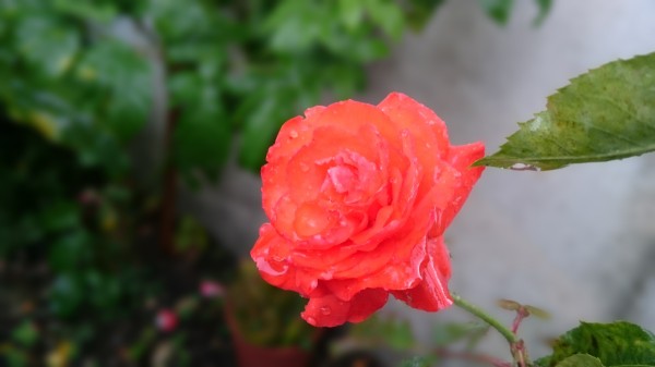 xperia_z3_foto10
