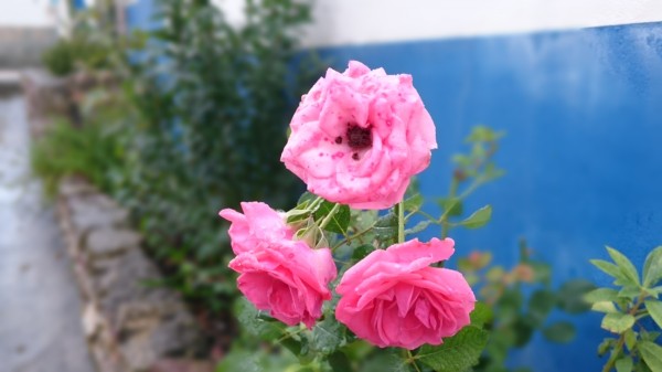 xperia_z3_foto9