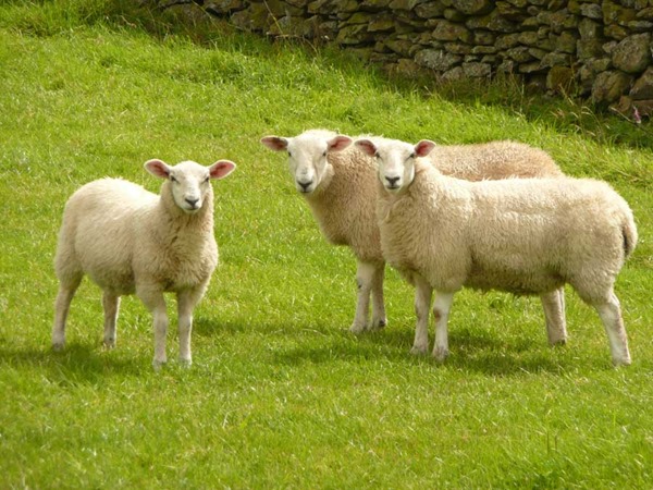 stanza_artist-sheep