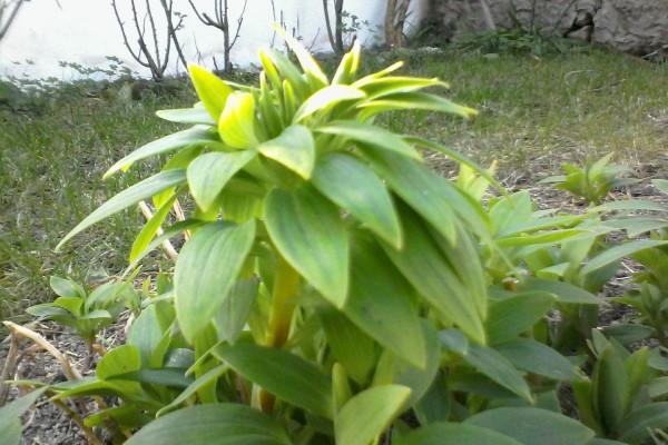wiko_goa_fotos_1
