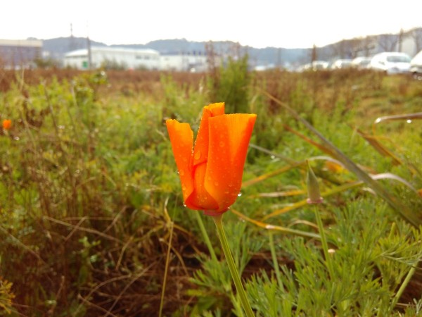 redmi_2_2