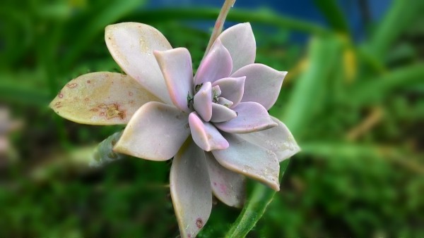 asus_zenfone_5_14