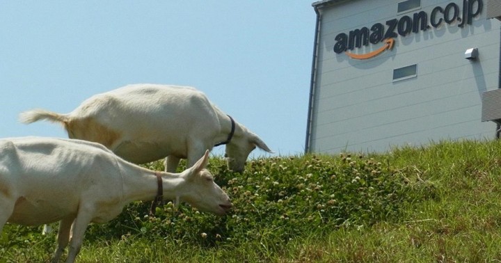 Amazon tem novo serviço de aluguer de cabras