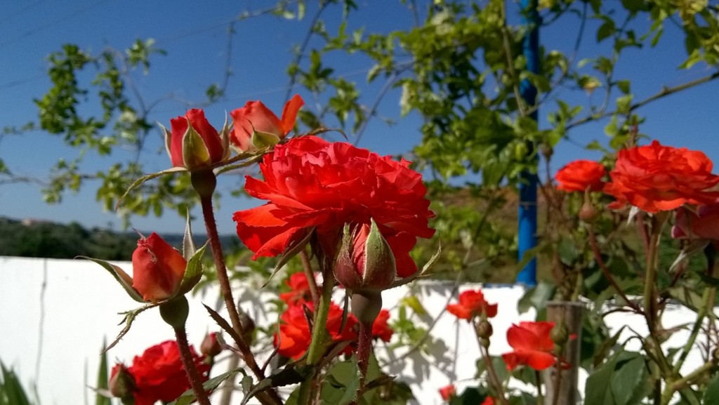 Lumia 640 XL - Lumia Refocus 1
