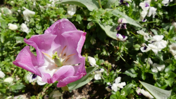 Lumix_pplware_tiny (24)