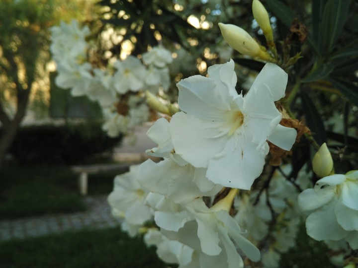 Xiaomi Mi 4i  - Foto com Câmara Frontal