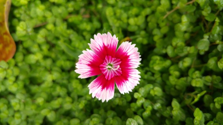 LG G4 - Foto em modo automático