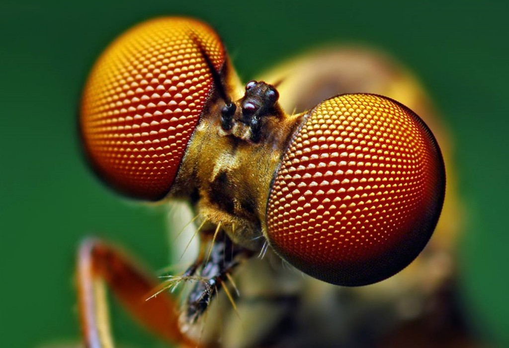 Drones com visão de insecto