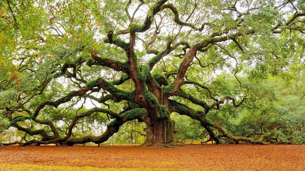 One Tree