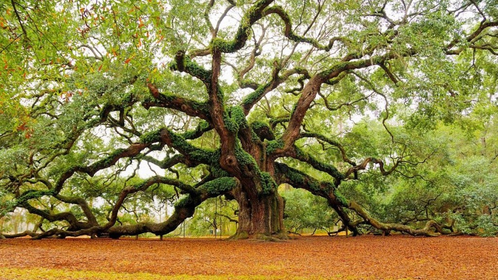One Tree, a árvore completa da vida