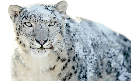 Snow Leopard vendeu mais do que Leopard e Tiger juntos