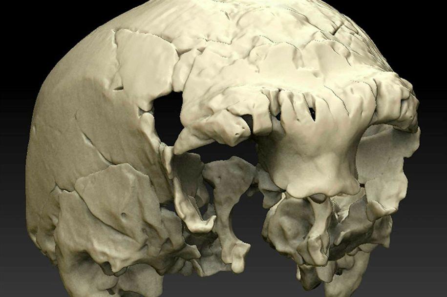 Crânio com 400 mil anos encontrado em Portugal