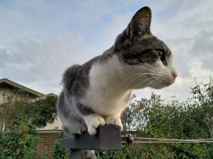 Nokia 8 - camara 01