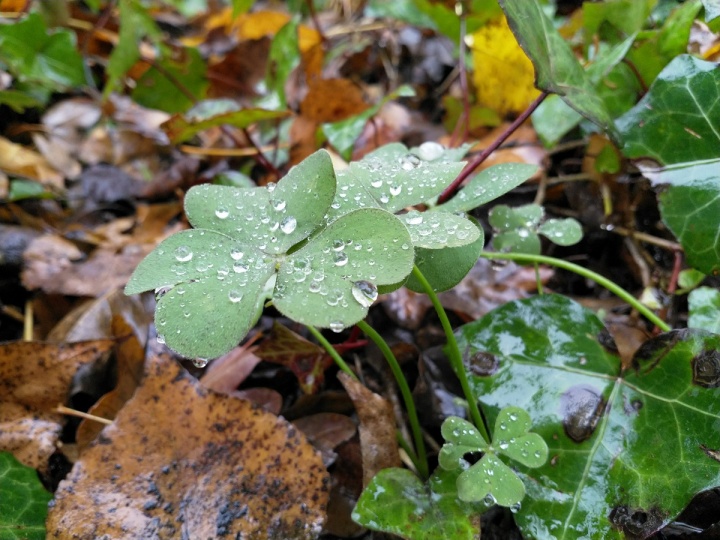Nokia 8 - camara 10