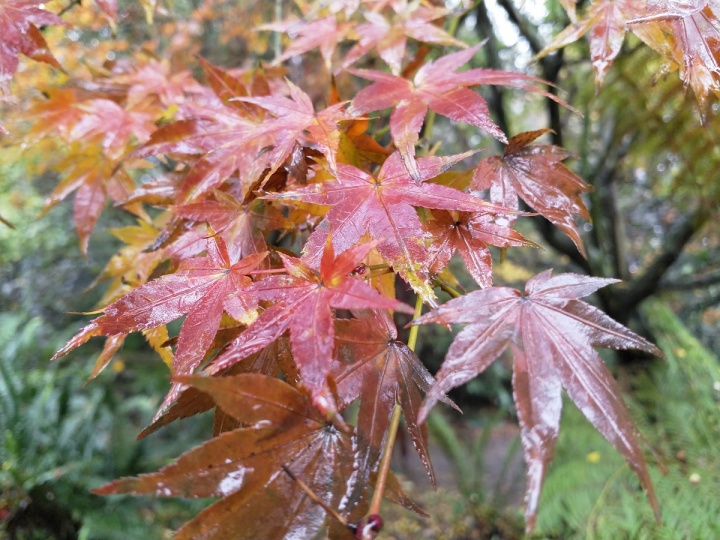 Nokia 8 - camara 11