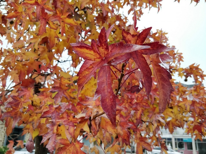 OnePlus 5 - foto camara 07