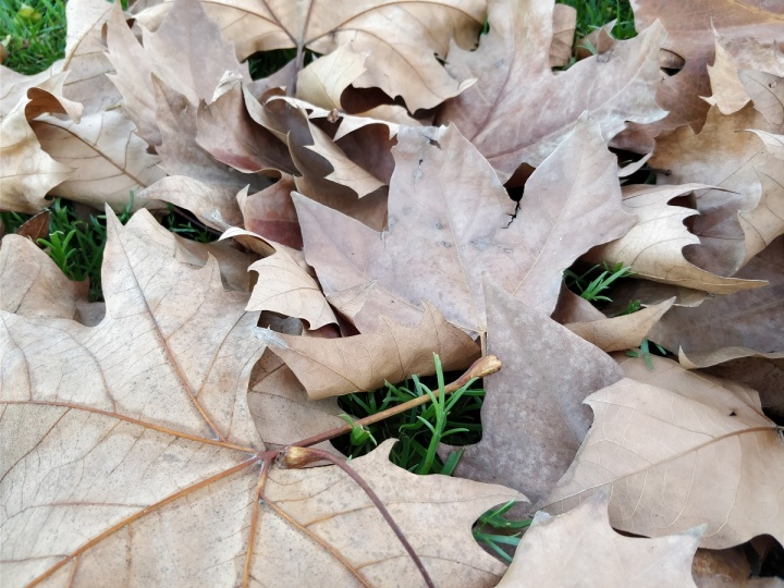 OnePlus 5 - foto camara 08