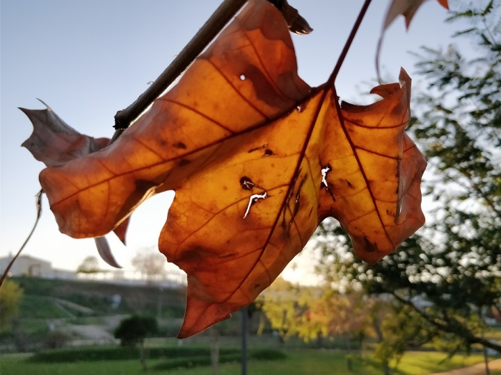 OnePlus 5 - foto camara 10