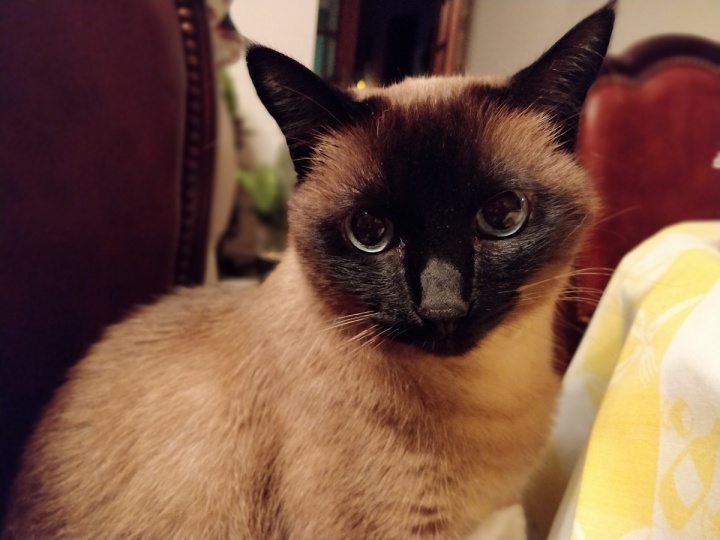 OnePlus 5 - foto retrato camara 01