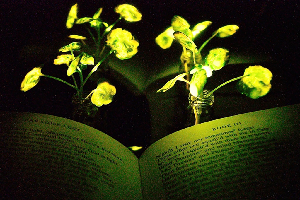 Engenheiros criam plantas que brilham. Serão futuras lâmpadas?