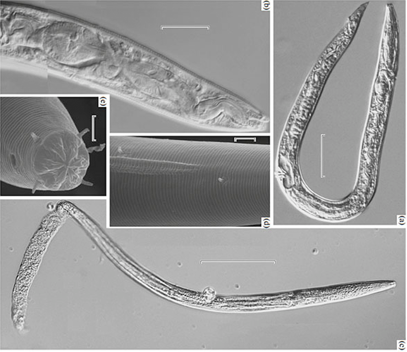 Cientistas dizem ter ressuscitado vermes congelados com 42 mil anos