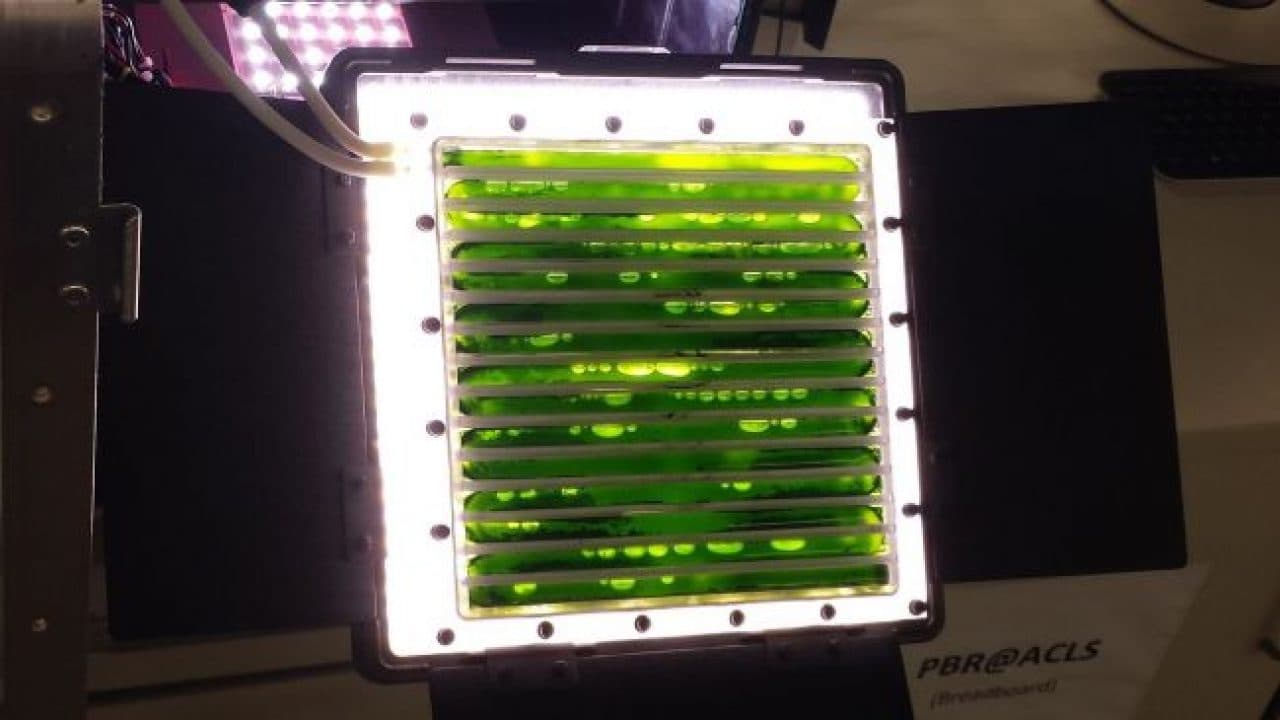 “Biorreator” de algas na Estação Espacial pode produzir oxigénio para os astronautas