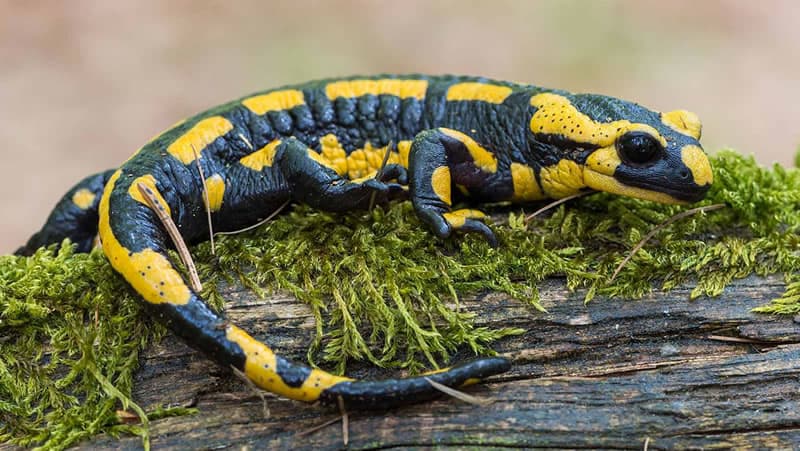 Estudo intrigante sugere que humanos têm capacidade de regeneração como a salamandra