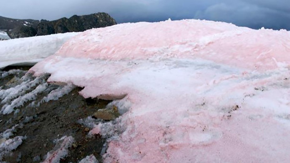 Neve Rosa? Cientistas investigam misterioso fenónemo num glaciar