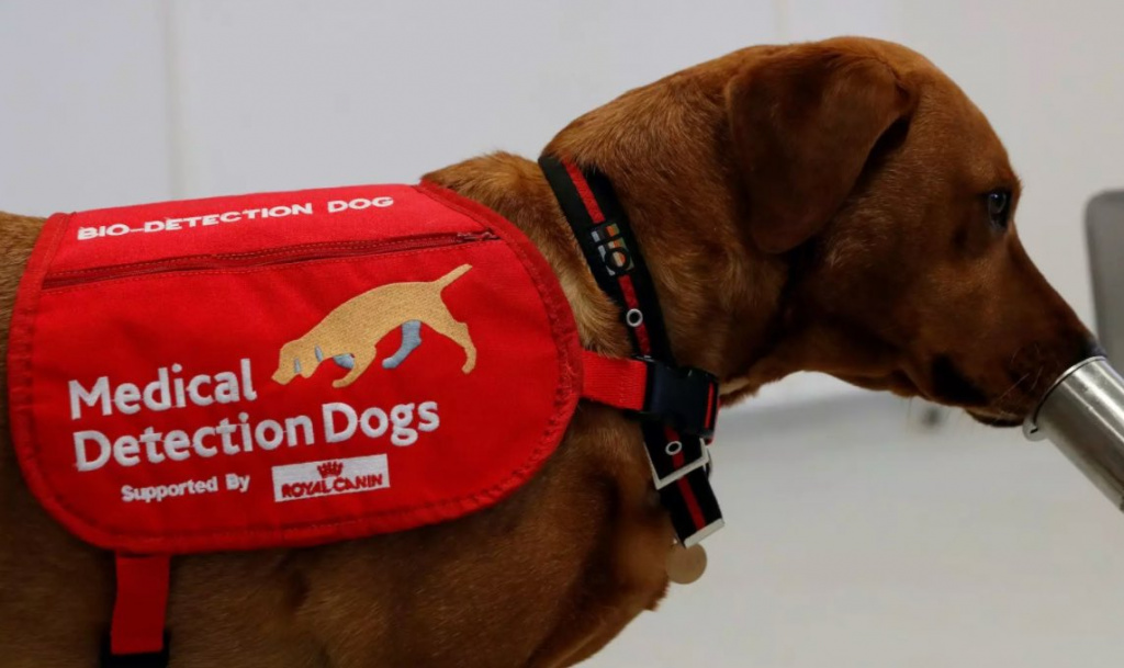 Cães conseguem detetar coronavírus com taxa de sucesso de 94%