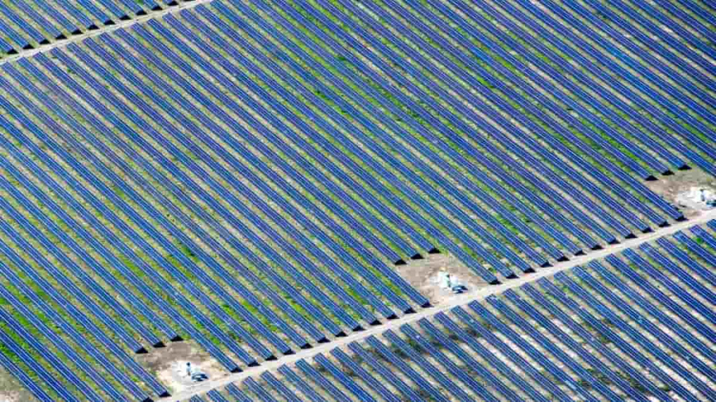 Milhares de aves mortas nas centrais fotovoltaicas dos EUA