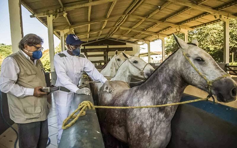 COVID-19: Investigadores criaram soro baseado em anticorpos de cavalos