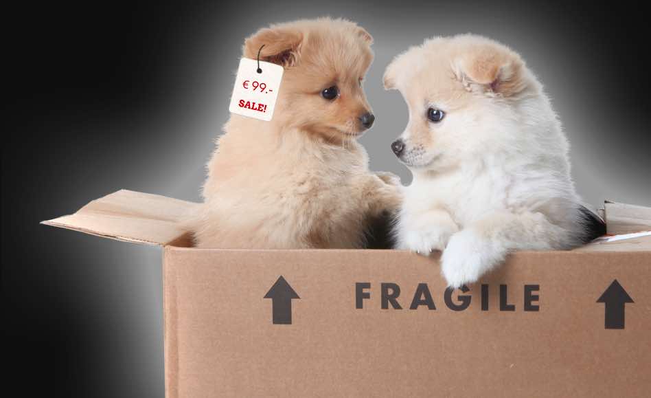 Atenção às burlas: Há sites falsos para a venda de cães…