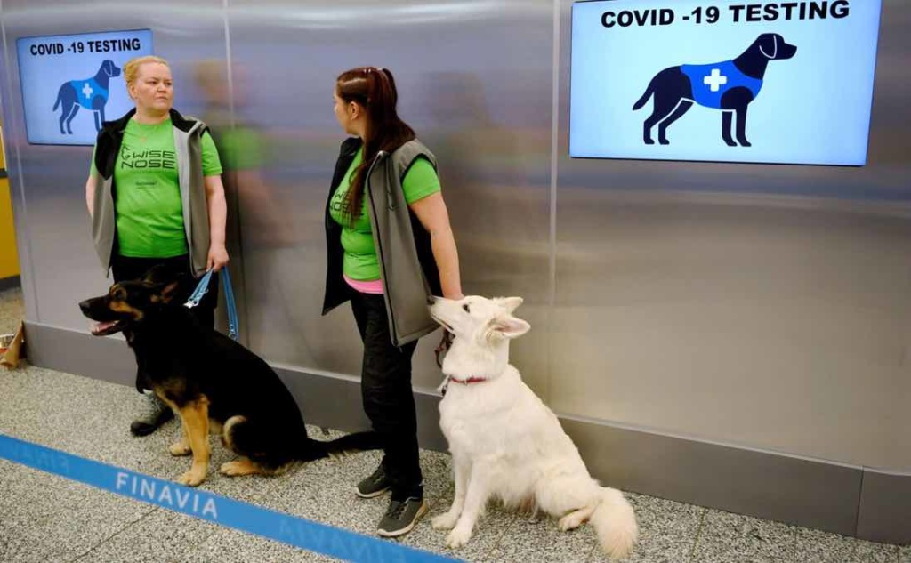 COVID-19: Cães usados no aeroporto de Helsínquia para detetar vírus