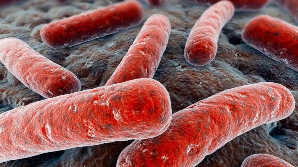 China: Laboratório deixa escapar bactéria da brucelose e infeta mais de 10 mil pessoas