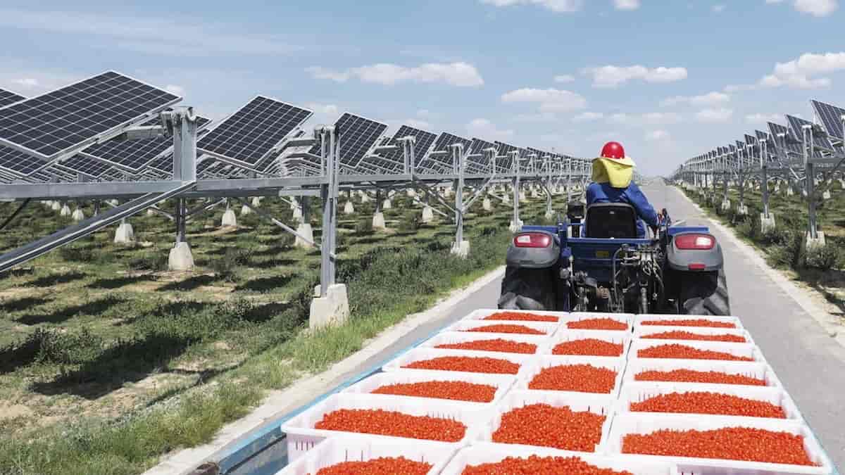 Huawei promove o maior sistema fotovoltaico agrícola do mundo