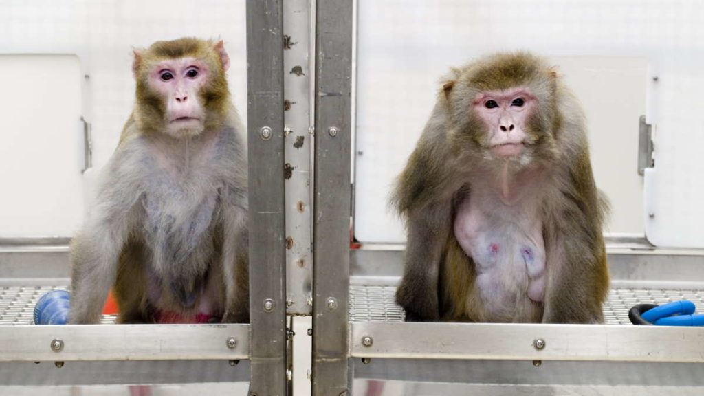 Neuralink de Elon Musk acusada de sujeitar animais a sofrimento extremo
