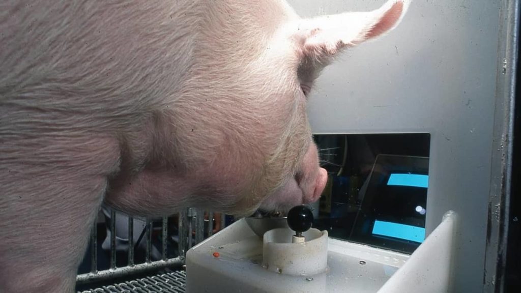 Cientistas revelam que porcos podem ser treinados para usar um joystick